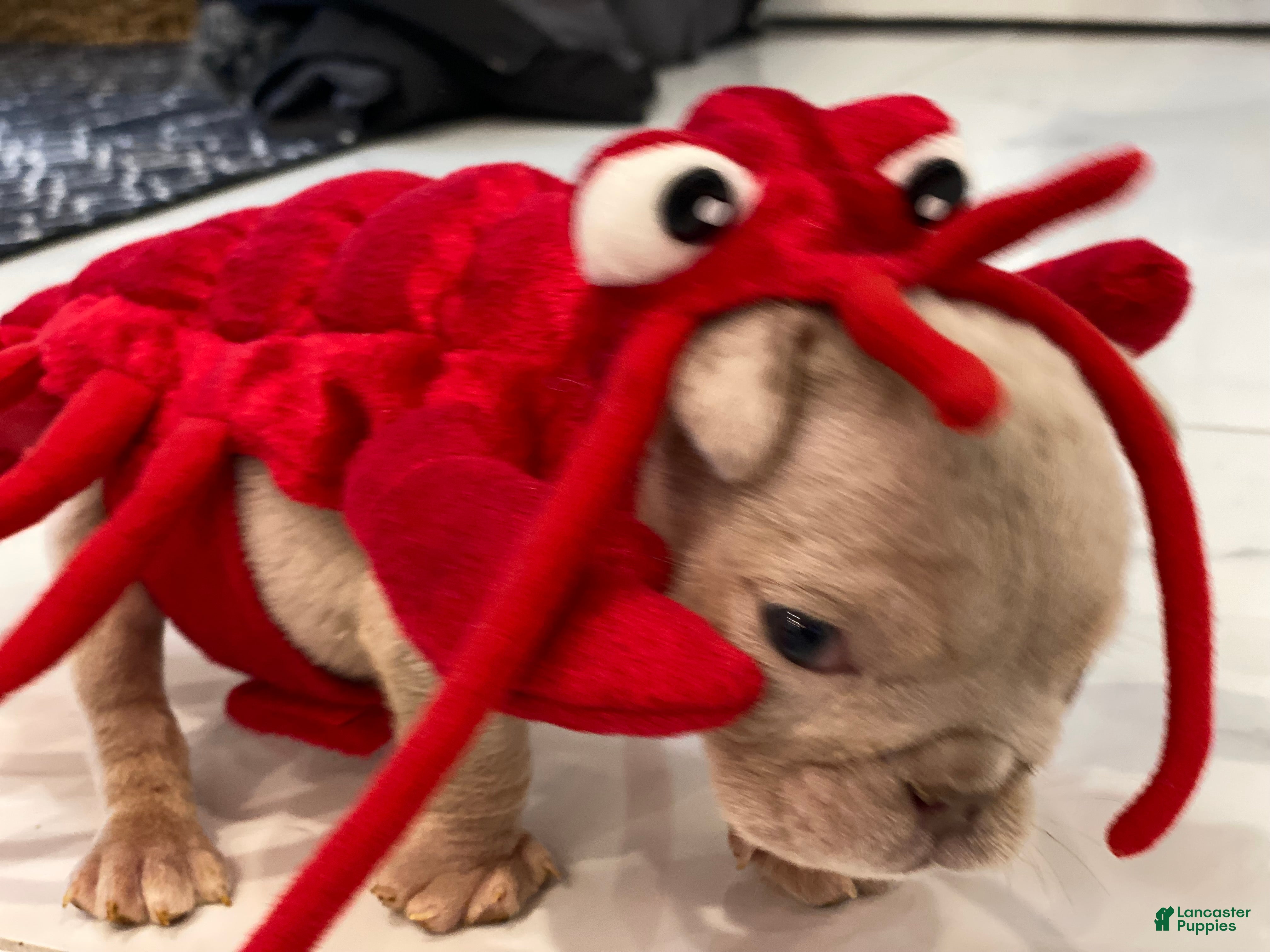 English Bulldog dogs Elio - SPECIAL NEEDS - Ad 22