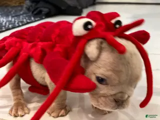 English Bulldog dogs Elio - SPECIAL NEEDS - Ad 22