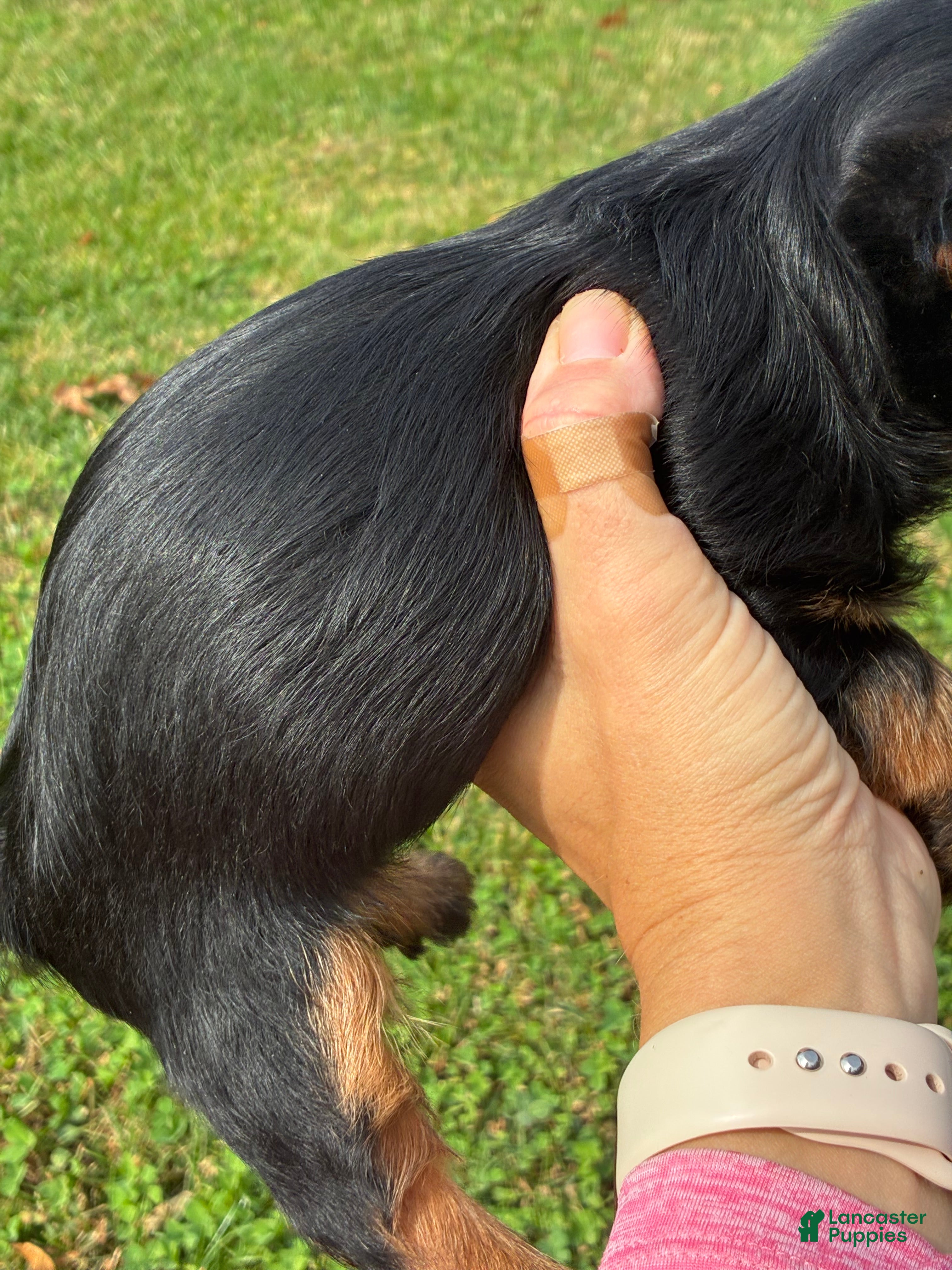 Yorkshire Terrier dogs Ollie - Ad 2
