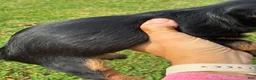 Yorkshire Terrier dogs for sale: Ollie - Ad 2