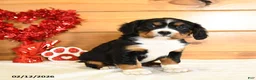 Miniature Bernese Mountain Dog dogs for sale: Viola - Ad 3