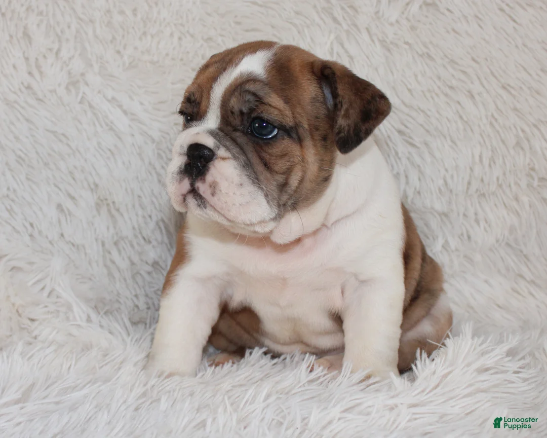 English Bulldog dogs for sale: AKC Oakley - Ad 9