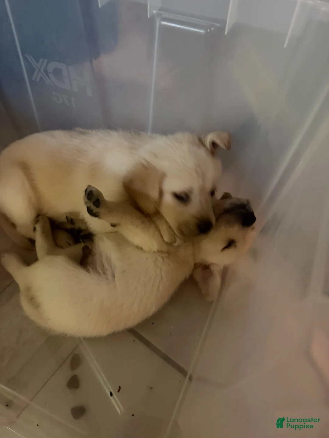 Goldador dogs for sale: Goldador 8 - Ad 1