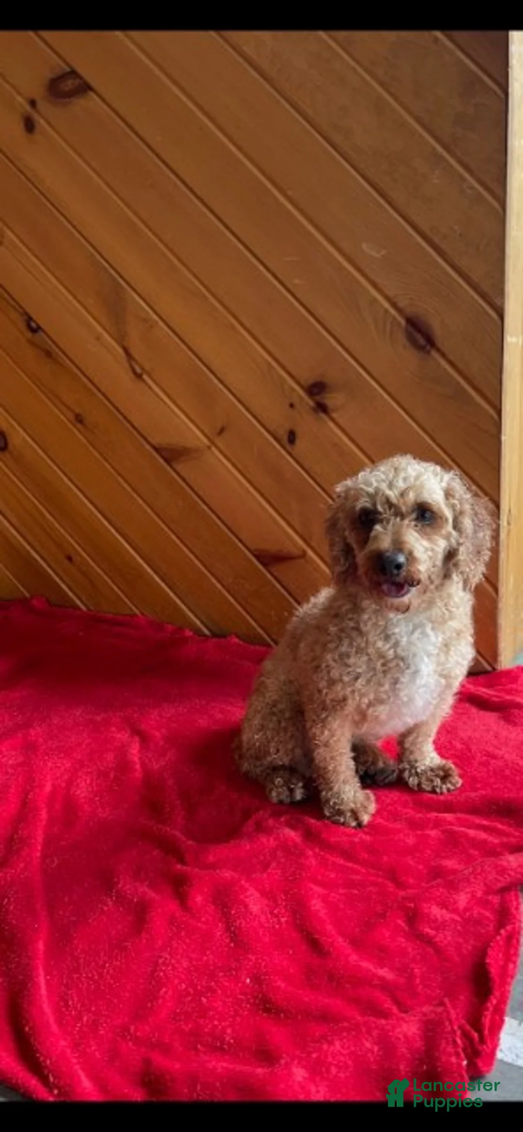 Toy Poodle dogs for sale: Bruno - Ad 11