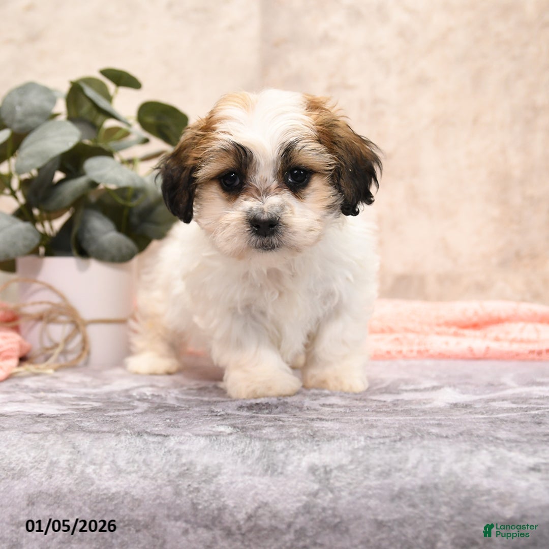 Teddy Bear dogs for sale: Molly - Ad 1