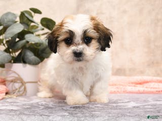 Teddy Bear dogs Molly - Ad 20