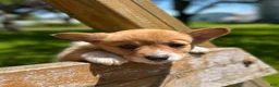 Welsh Corgi Pembroke dogs for sale: Lucy - Ad 6