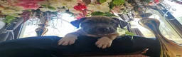 American Bully dogs for sale: Yogi the bear - Ad 2