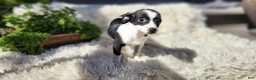 Chihuahua dogs for sale: Carmen - Ad 3