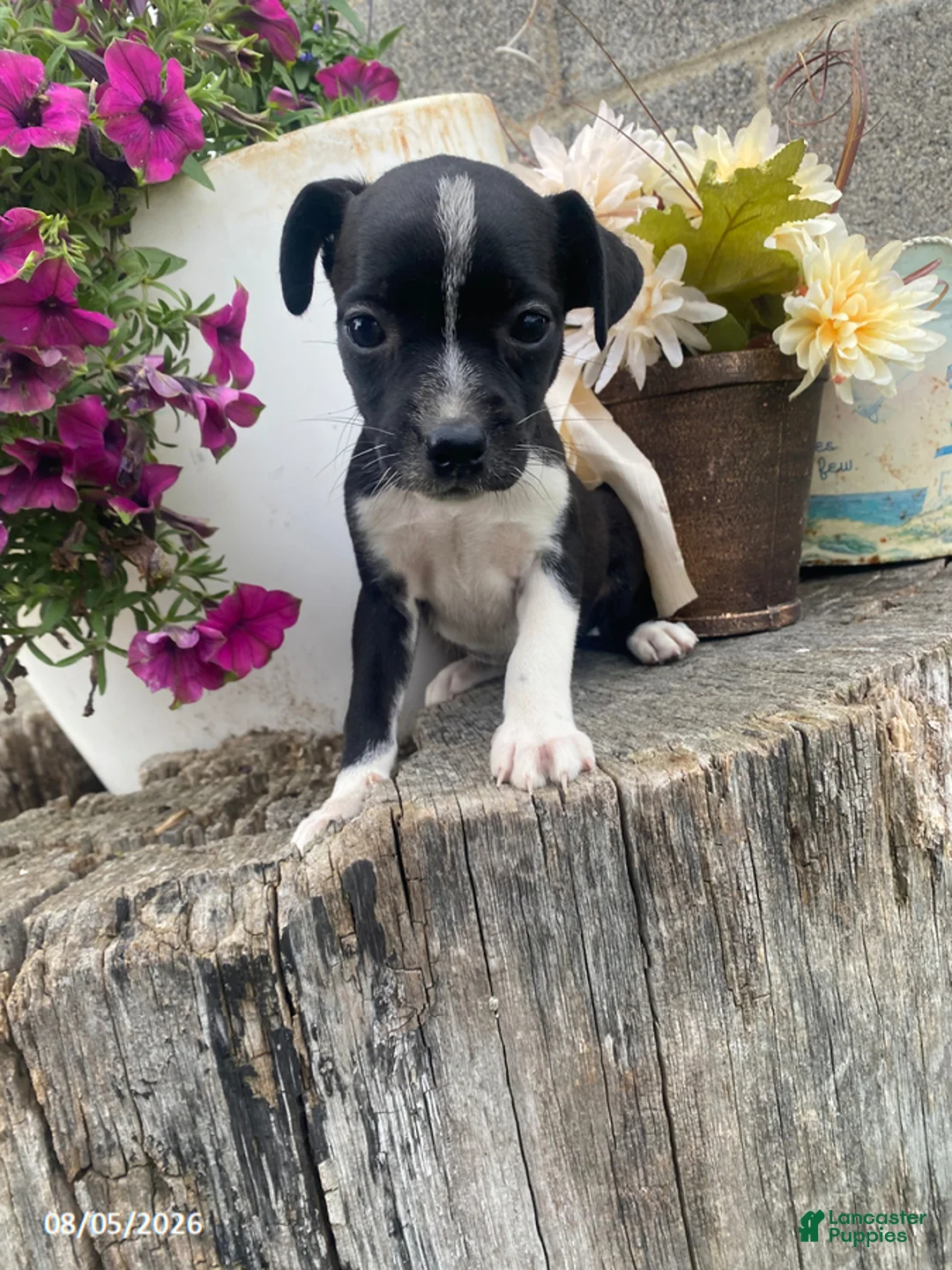 Mixed Breed dogs for sale: Sweety - Ad 2