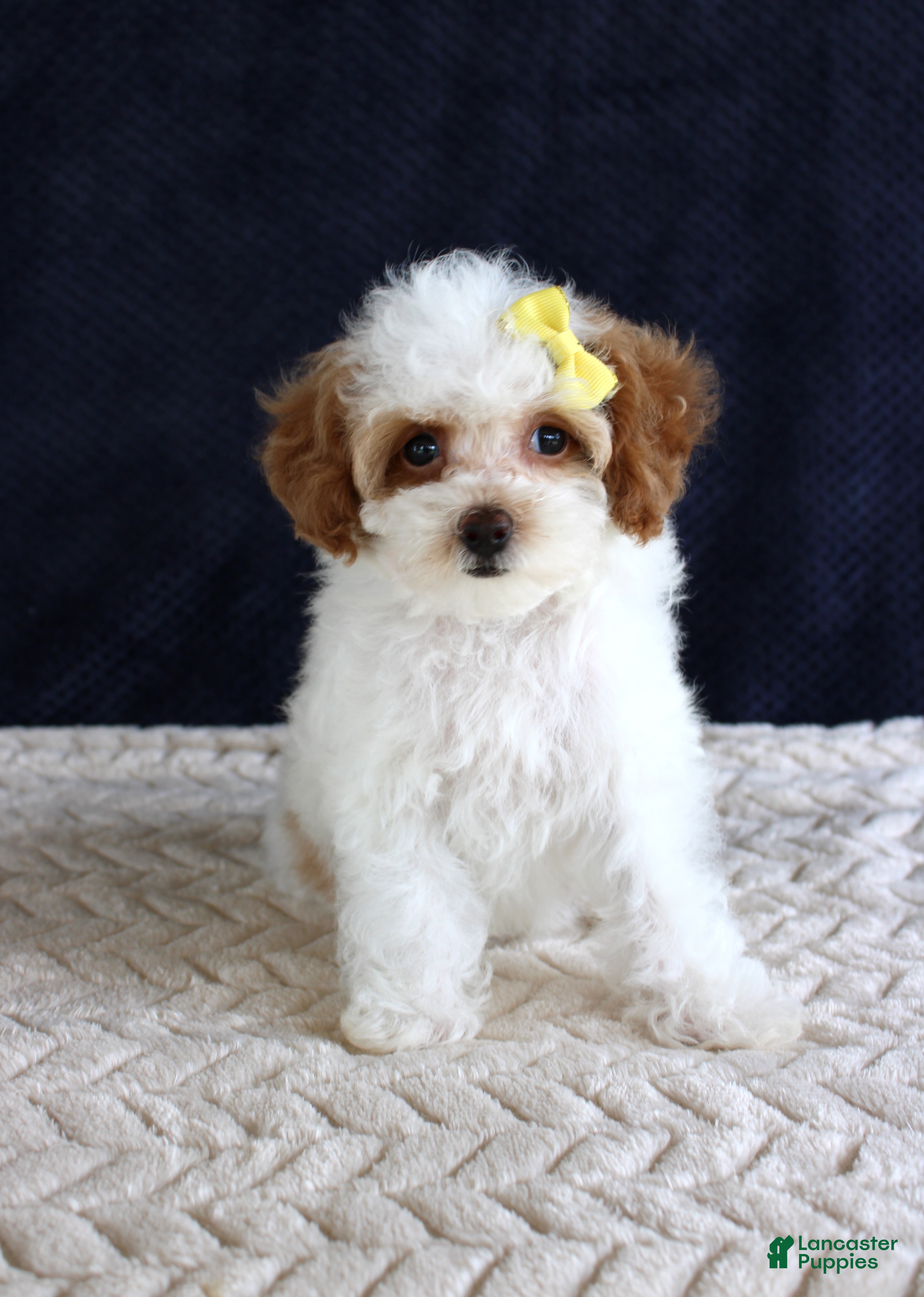 Toy Poodle dogs Poppy - Ad 34