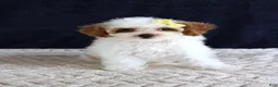 Toy Poodle dogs for sale: Poppy - Ad 7