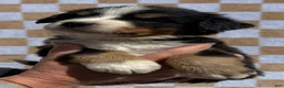 Bernese Mountain Dog dogs for sale: Mr Black - Ad 2