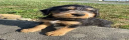 Mixed Breed dogs for sale: Teddy - Ad 8