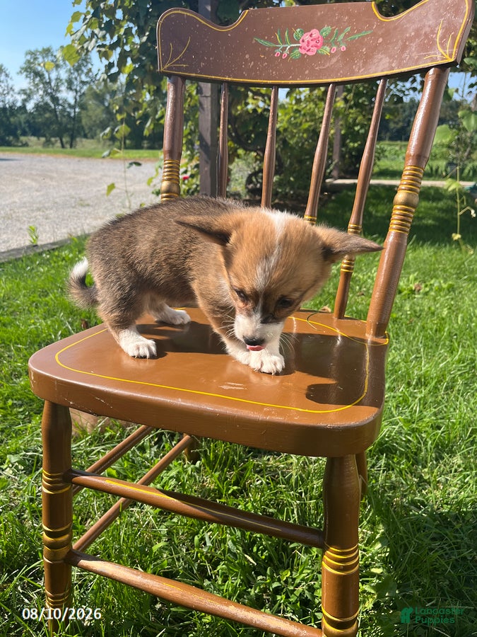 Welsh Corgi Pembroke dogs Nelsa - Ad 2