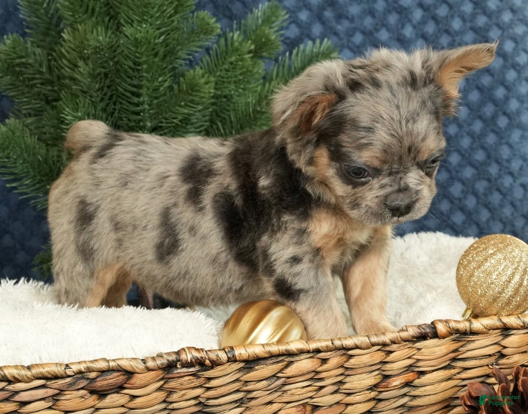 French Bulldog dogs for sale: Abel - Ad 5