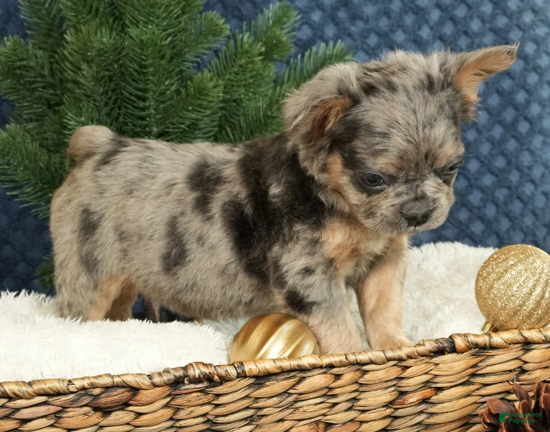 French Bulldog dogs for sale: Abel - Ad 5