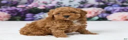 Miniature Poodle dogs for sale: Teddy - Ad 3