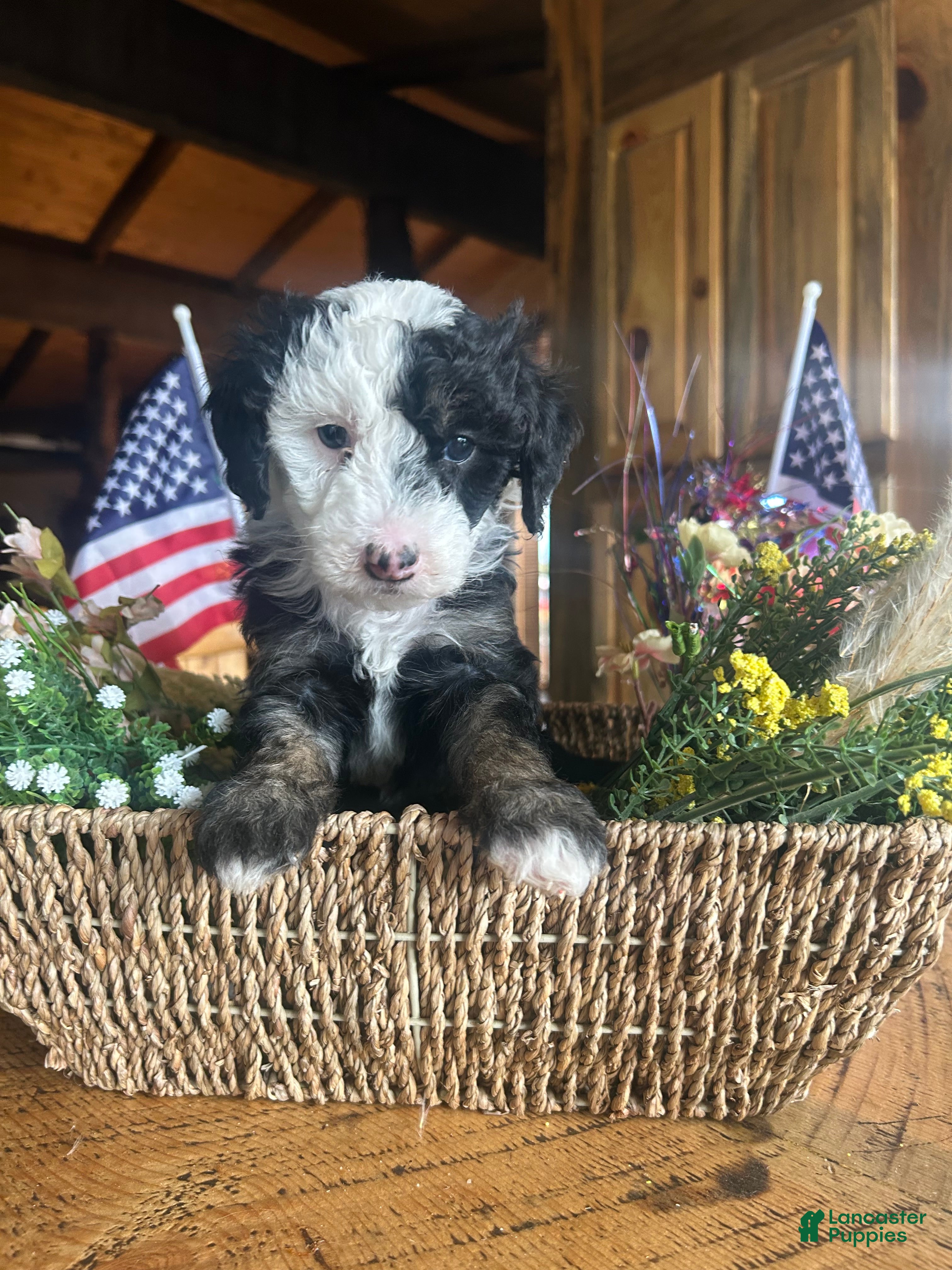 Sheepadoodle dogs Eleanor - Ad 2