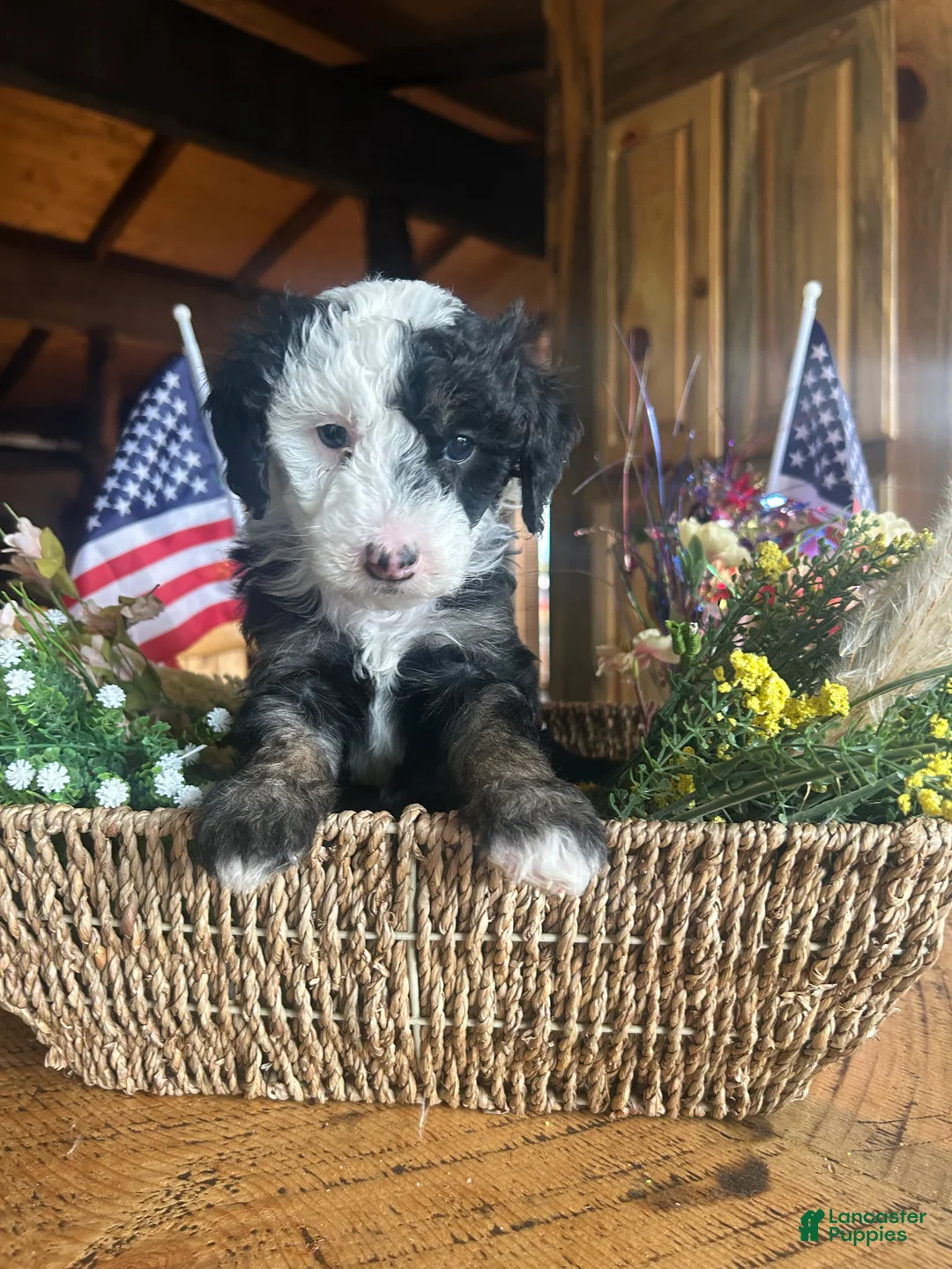 Sheepadoodle dogs for sale: Eleanor - Ad 2