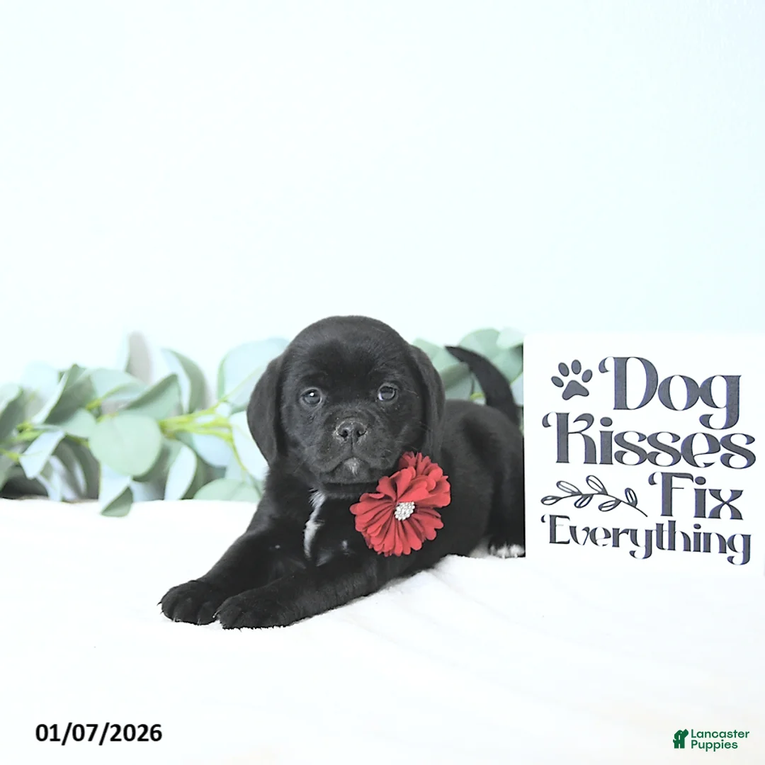 Puggle dogs for sale: Gabby - Ad 2