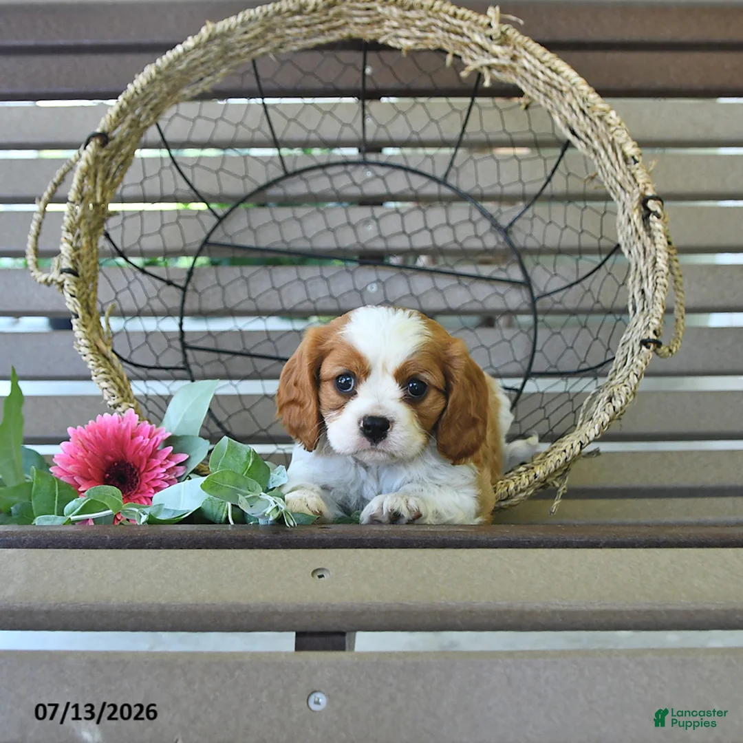 Cavalier King Charles Spaniel dogs for sale: Brentley - Ad 2