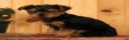 Yorkiepoo dogs for sale: Mr Cutie - Ad 8