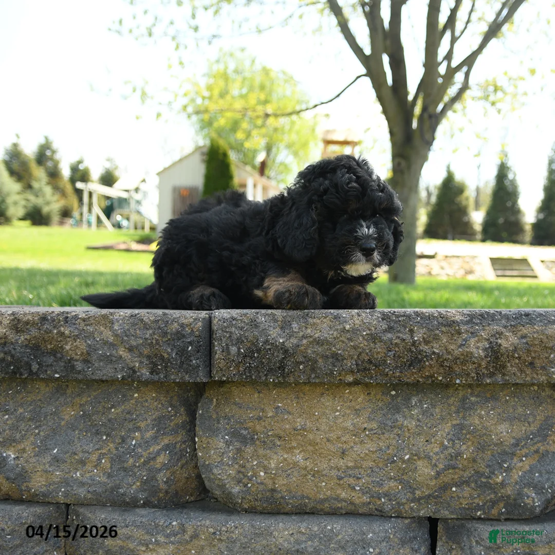 Mini Bernedoodle dogs for sale: Bart - Ad 3