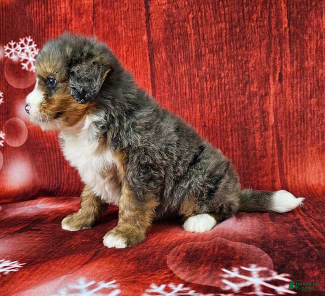 Mini Bernedoodle dogs for sale: London - Ad 3