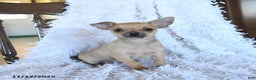 Chihuahua dogs for sale: Lemmy - Ad 2