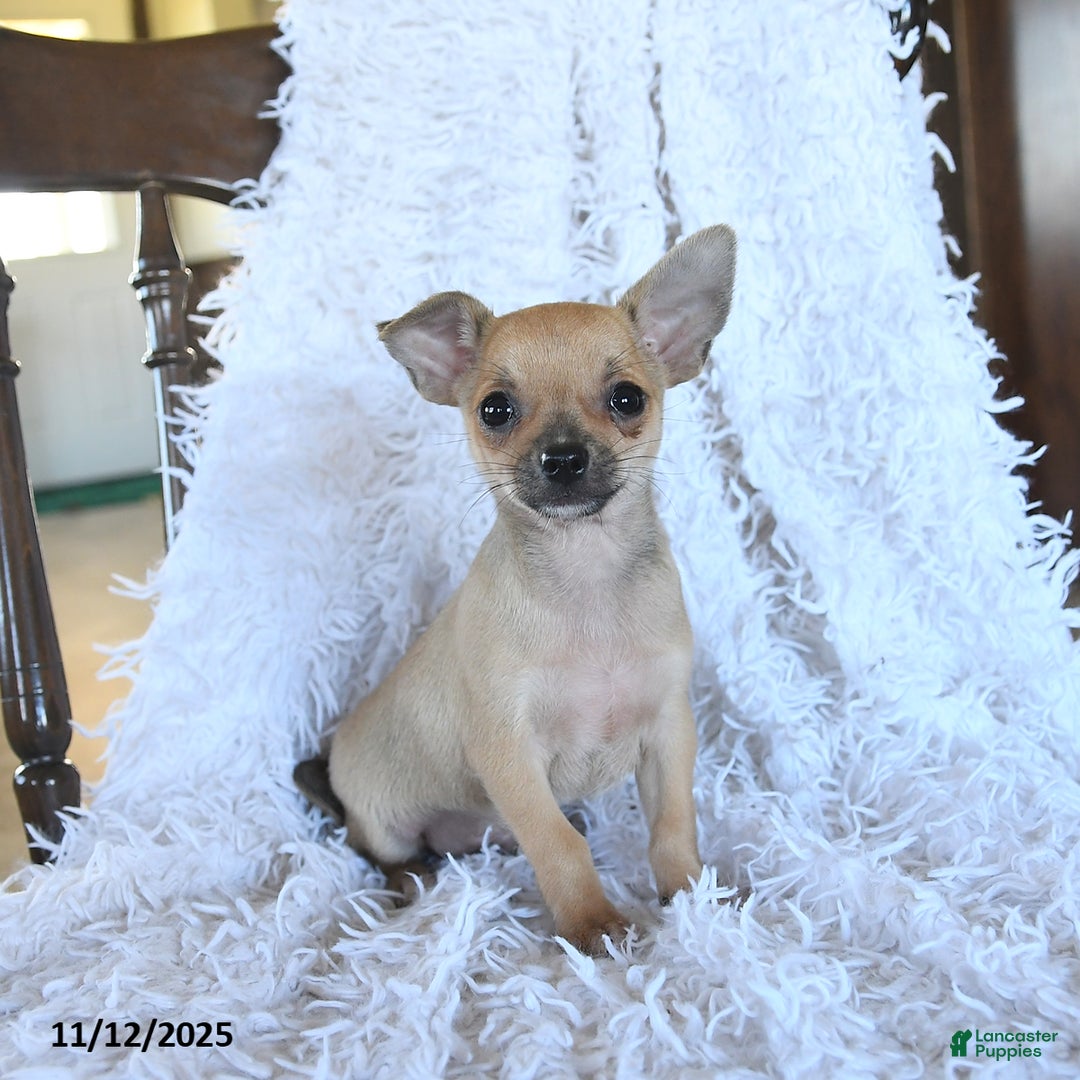 Chihuahua dogs for sale: Lemmy - Ad 2