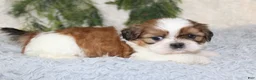 Shih Tzu dogs for sale: Puppy 3 - Ad 3