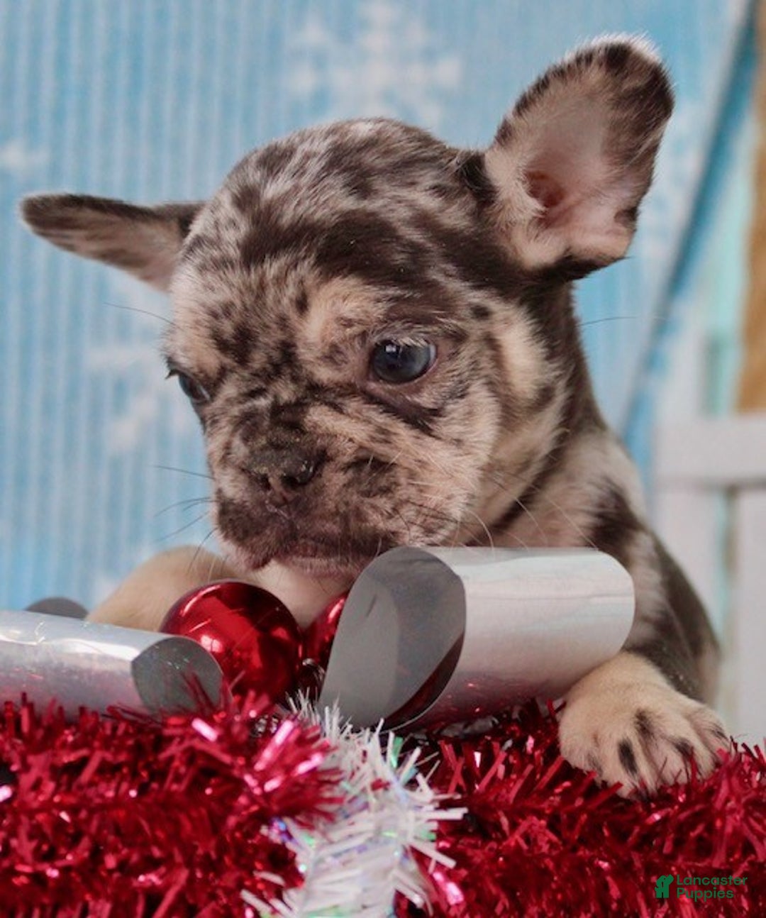 French Bulldog dogs for sale: Lulu - Ad 8
