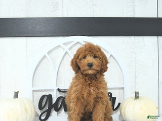 Mini Goldendoodle dogs - Ad 28