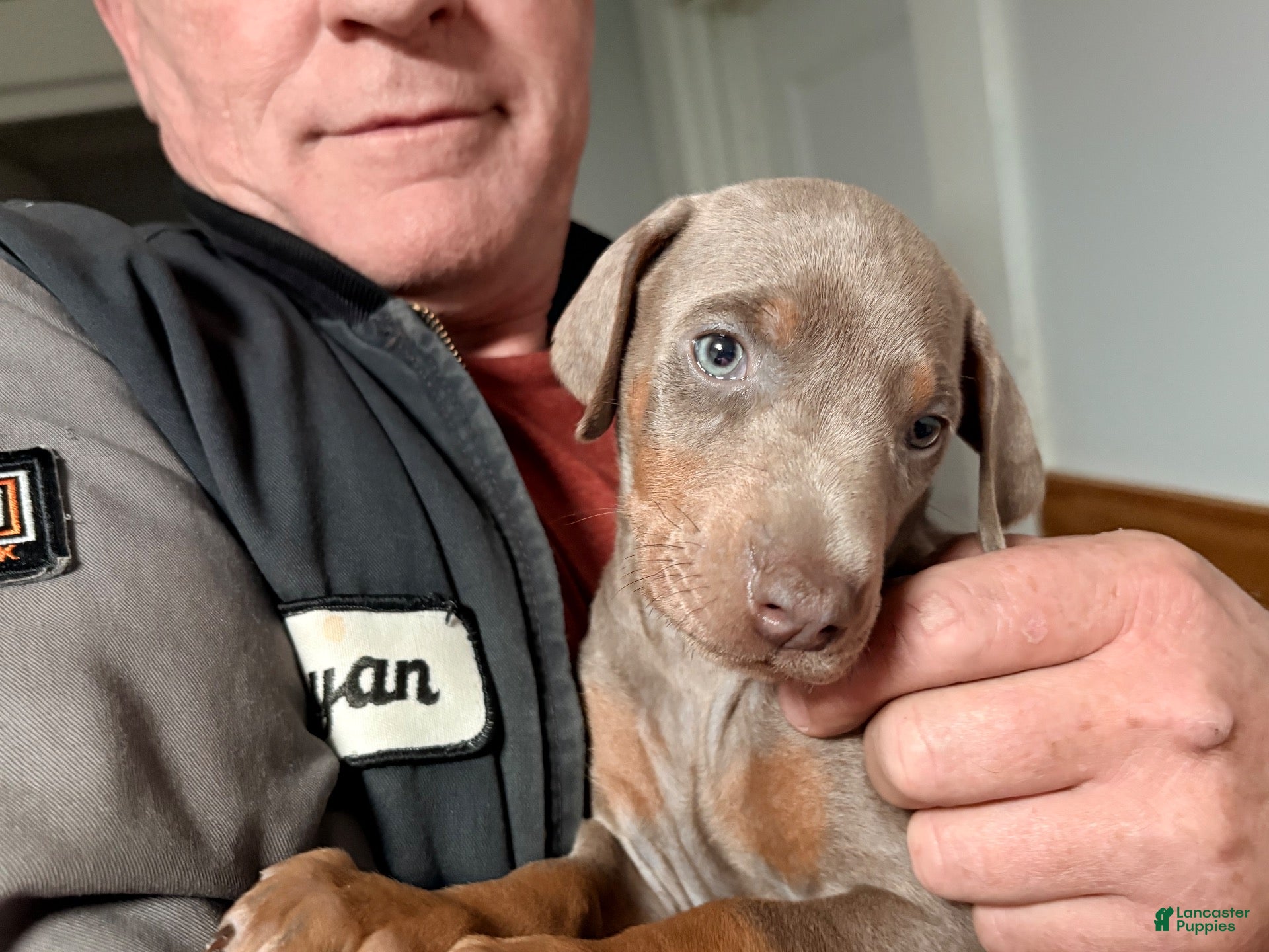Doberman Pinscher