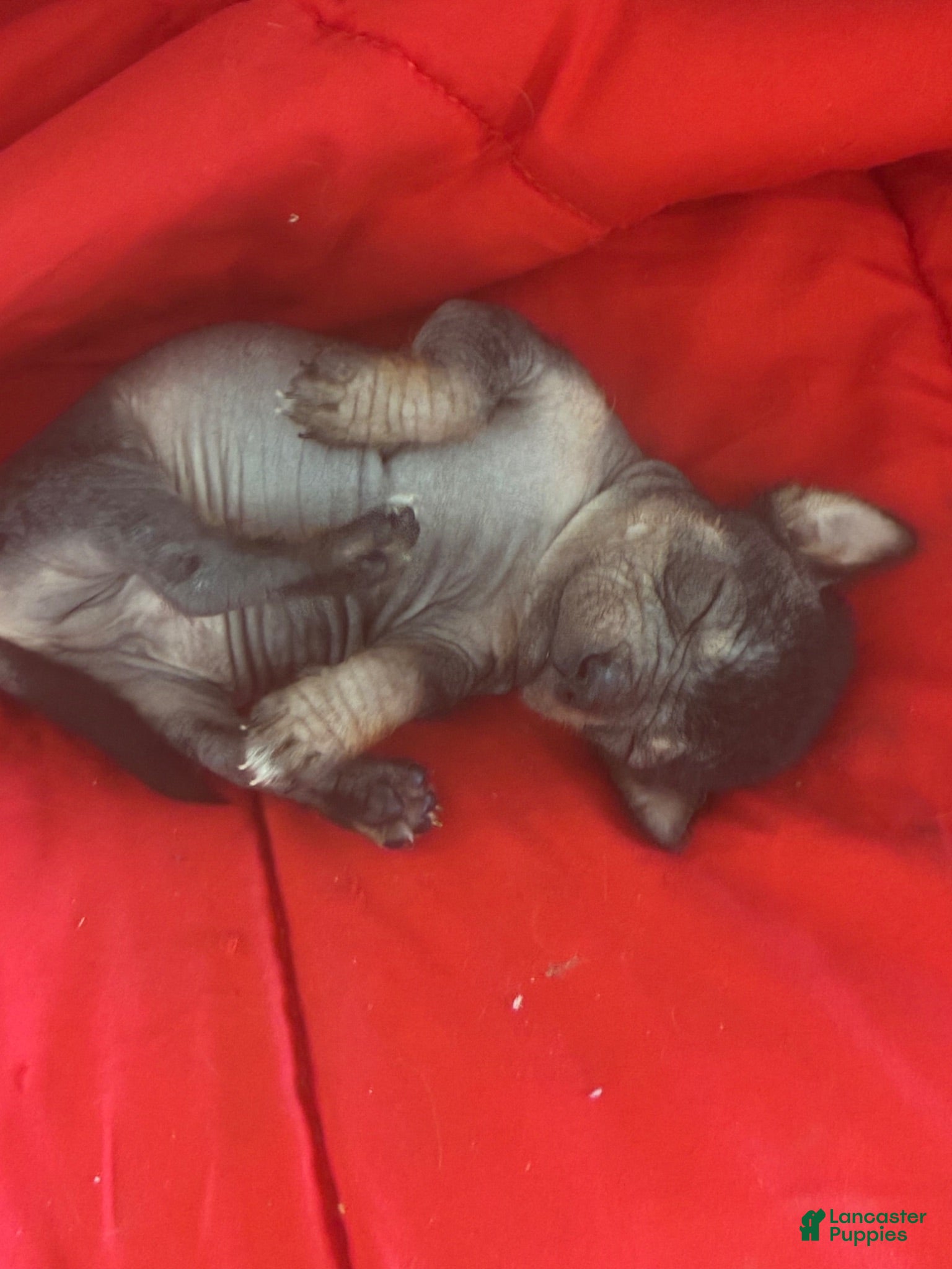 Chinese Crested dogs Biggs - Ad 1