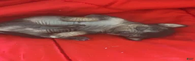 Biggs