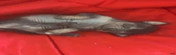 Chinese Crested dogs for sale: Biggs - Ad 1