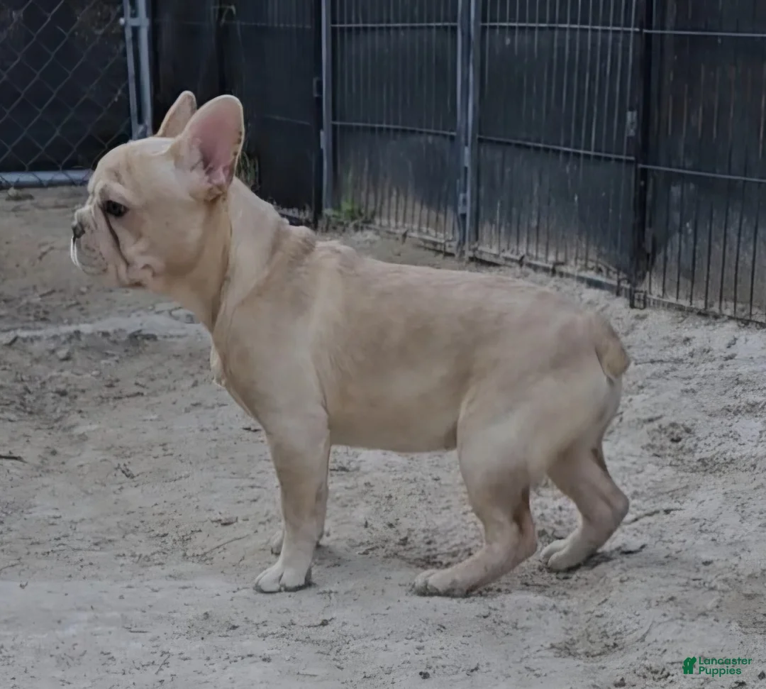 French Bulldog dogs for sale: French Bulldog Puppy 2 - Ad 2