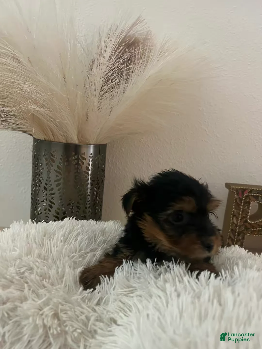 Yorkshire Terrier dogs for sale: Skye - Ad 2