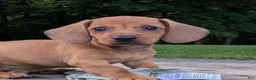 Dachshund dogs for sale: Milo - Ad 7