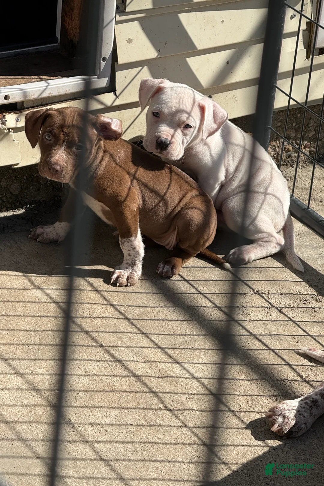 American Bully dogs for sale: Nala - Ad 2