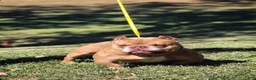 American Bully dogs for sale: Krillin - Ad 1