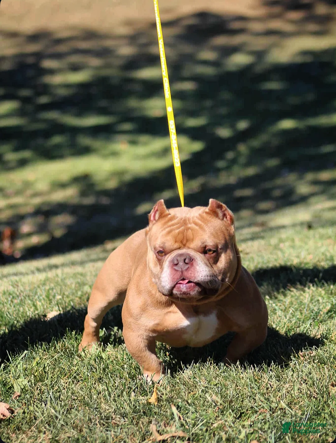 American Bully dogs for sale: Krillin - Ad 1