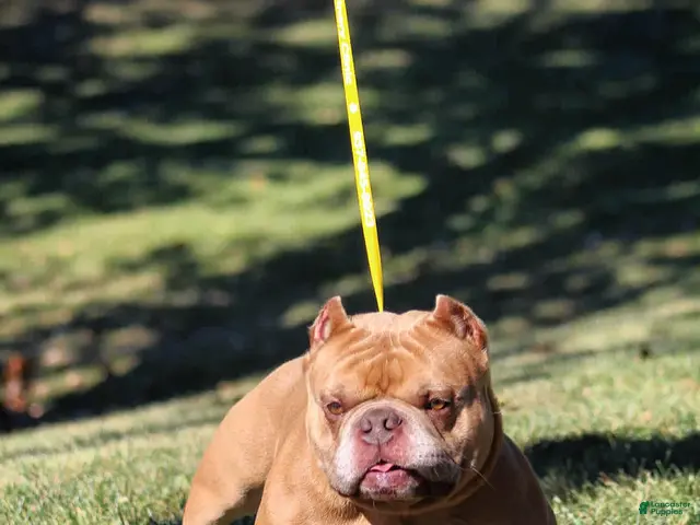 American Bully dogs for sale: Krillin - Ad 1