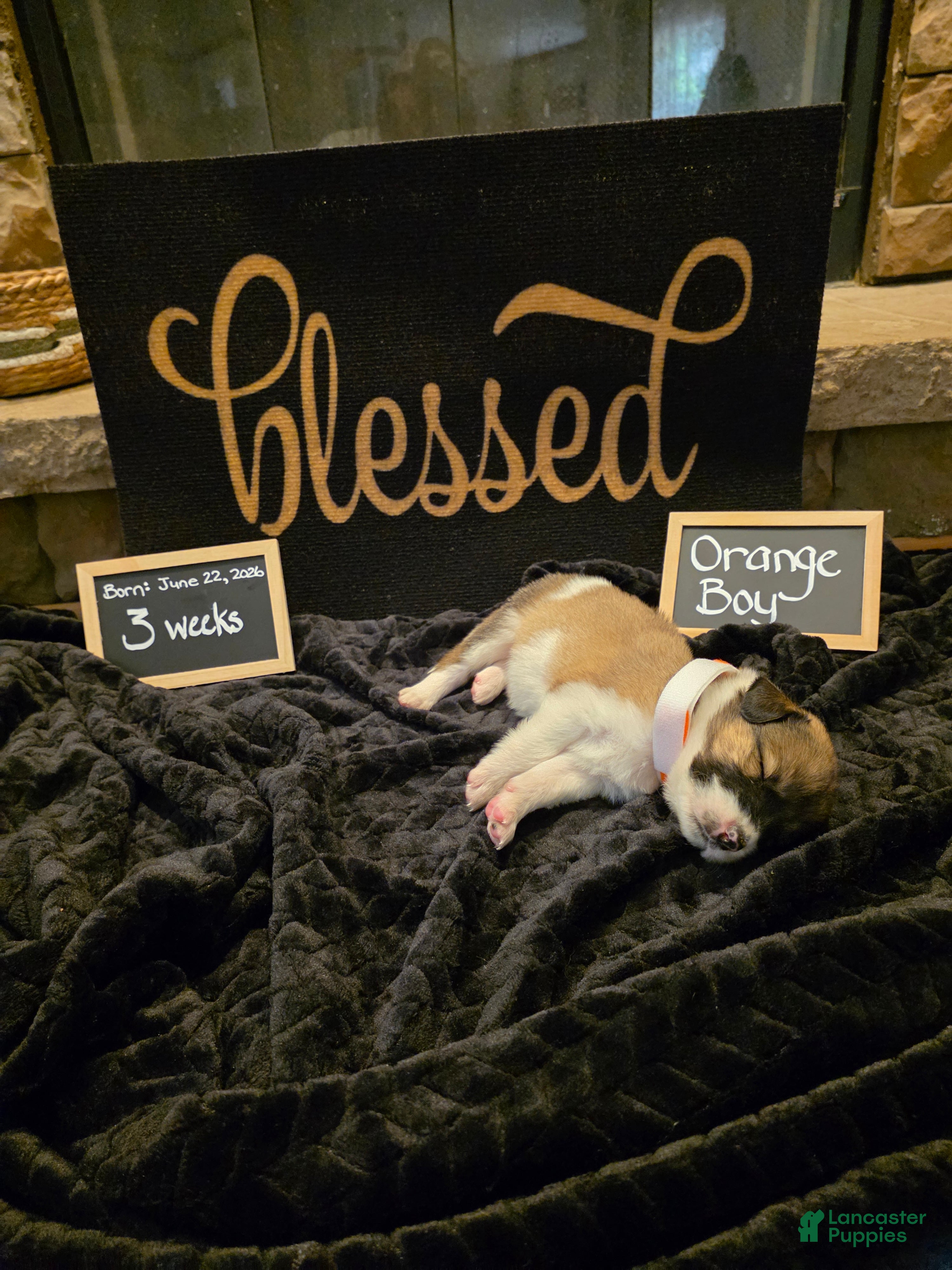 Mixed Breed dogs Orange Boy - Ad 2