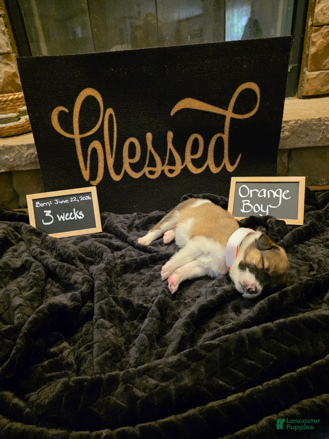 Mixed Breed dogs for sale: Orange Boy - Ad 2