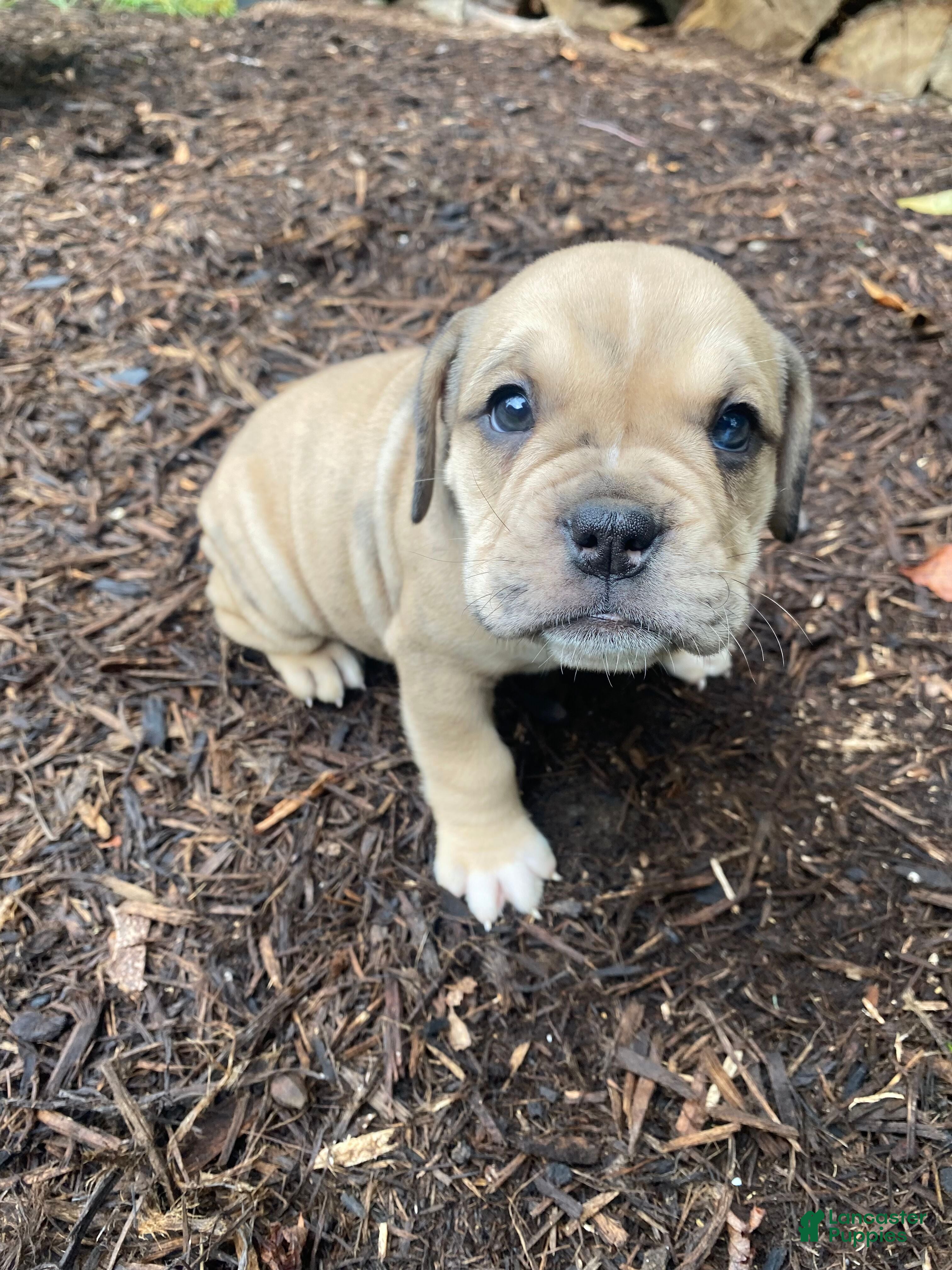 Mixed Breed dogs Annie - Ad 1