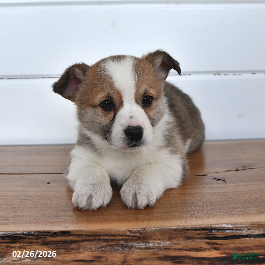 Welsh Corgi Pembroke dogs Toffee - Ad 2