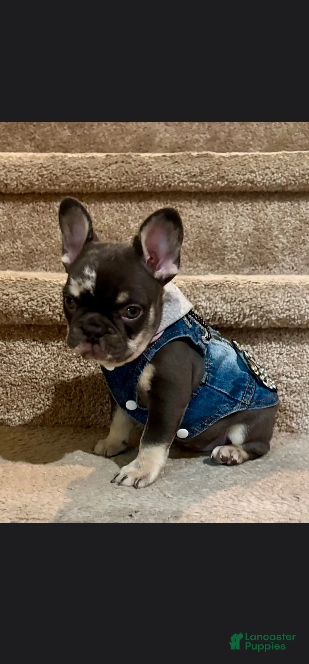 French Bulldog dogs for sale: French Bulldog 1 - Ad 2